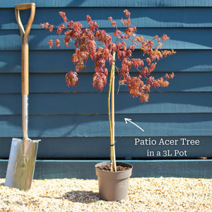 Patio Acer Tree | Acer palmatum 'Inaba-shidare' Ornamental Trees