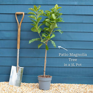 Star Magnolia Tree | Magnolia stellata 'Water Lily' Ornamental Trees