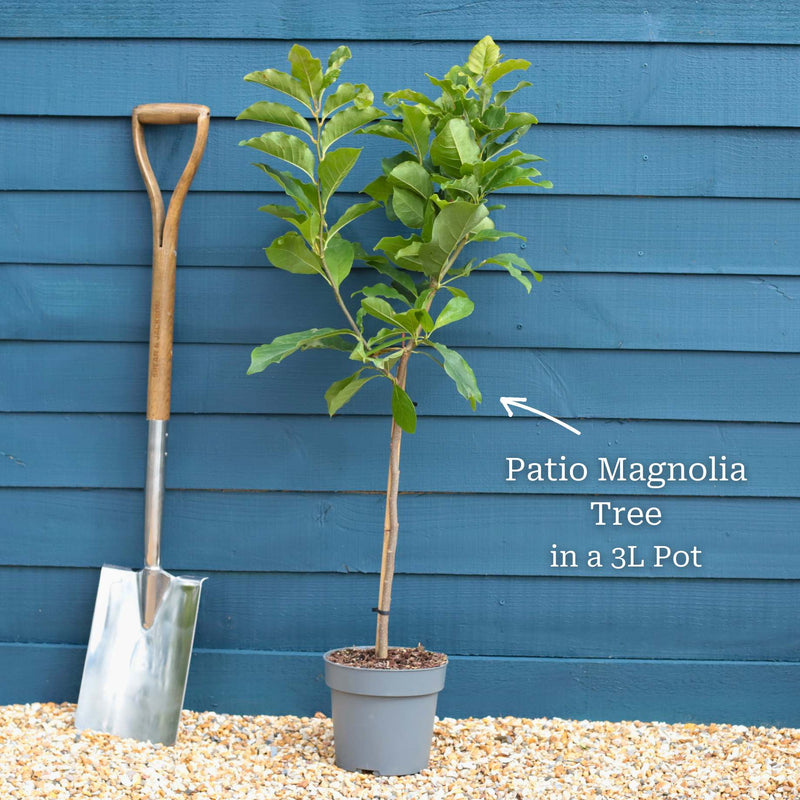 Star Magnolia Tree | Magnolia stellata 'Water Lily' Ornamental Trees