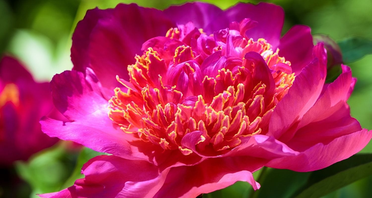 Peony Care Guide