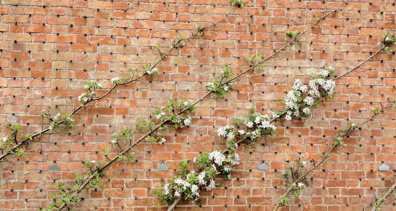 Pillar Fruit Trees: A Guide to Cordon Growing