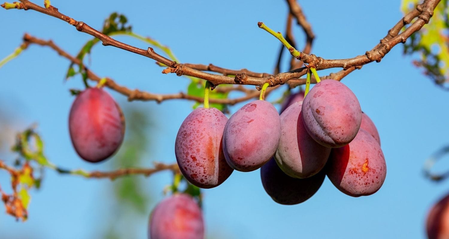 Planting Plum Trees: UK Grower’s Guide