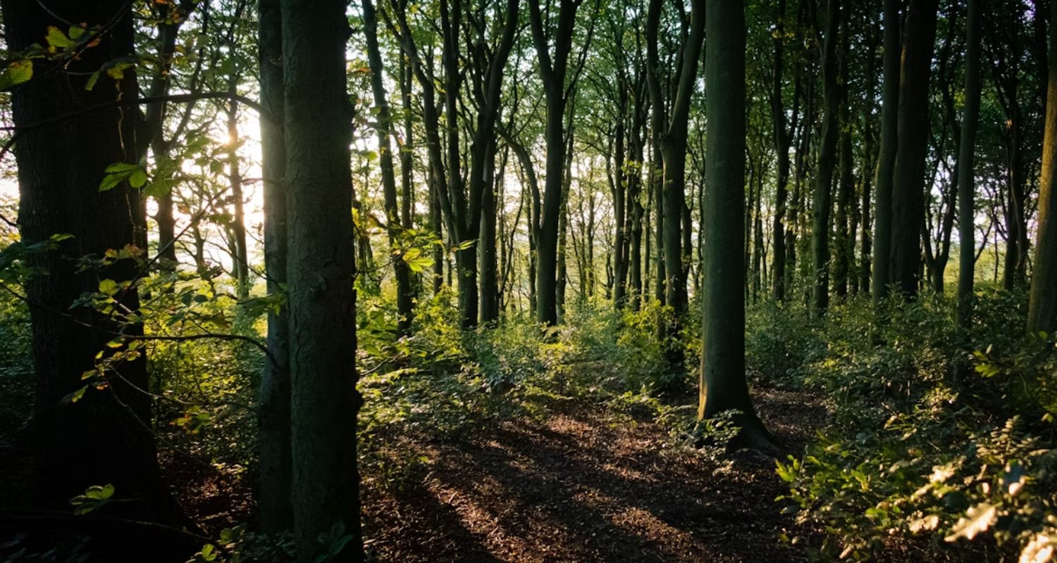 Planting a Forest Fast: The Miyawaki Method