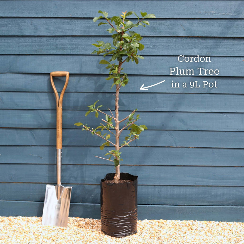 'Opal' Plum Tree Fruit Trees