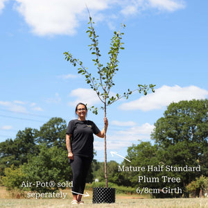 'Victoria' Plum Tree Fruit Trees