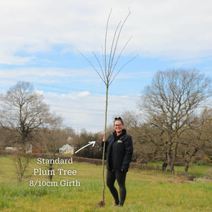 'Victoria' Plum Tree Fruit Trees