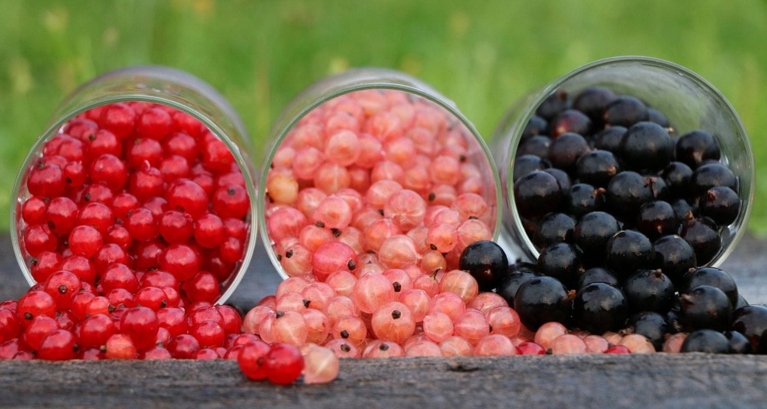 Pruning Blackcurrants, Redcurrants and Whitecurrants: A Complete Guide