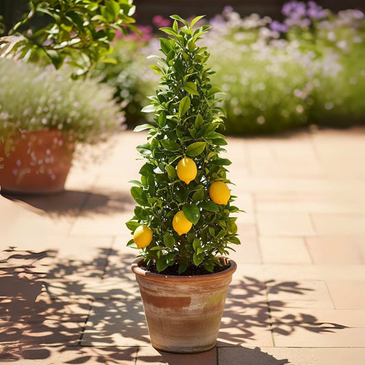 Pyramid Lemon Tree | 4 Seasons Lemon Gift Option