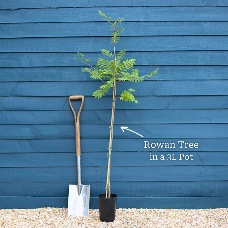 Mountain Ash Rowan Tree | Sorbus aucuparia Ornamental Trees