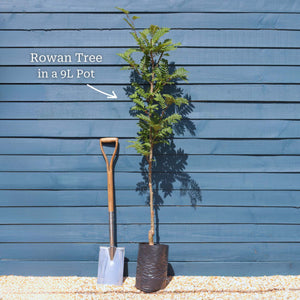 Vilmorin's Rowan Tree | Sorbus vilmorinii Ornamental Trees