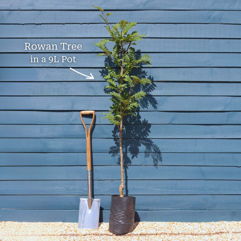 Vilmorin's Rowan Tree | Sorbus vilmorinii Ornamental Trees
