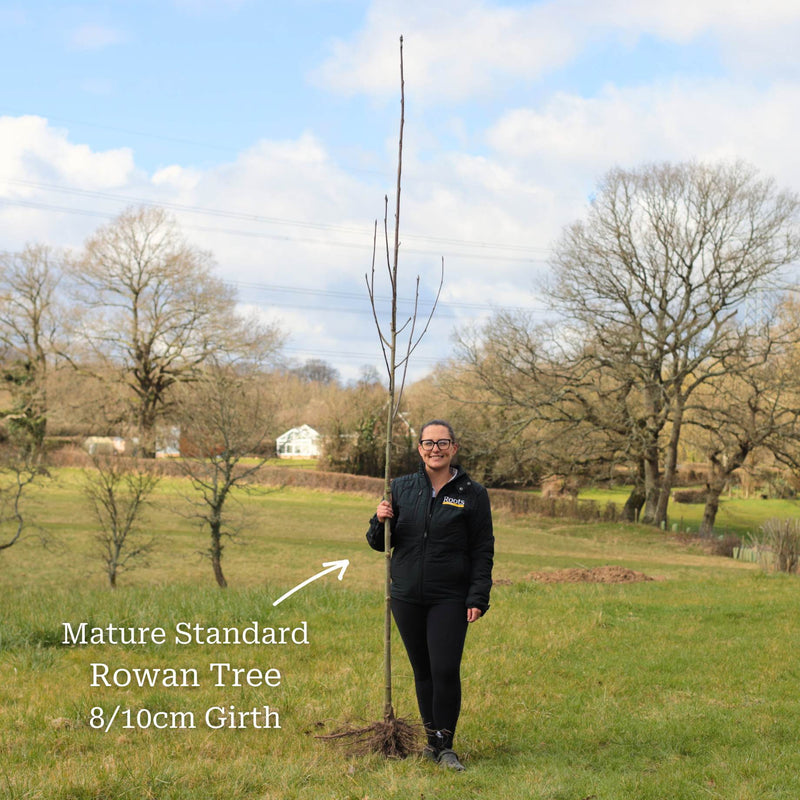 Mountain Ash Rowan Tree | Sorbus aucuparia Ornamental Trees