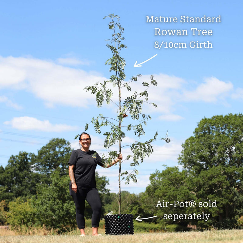 Mountain Ash Rowan Tree | Sorbus aucuparia Ornamental Trees