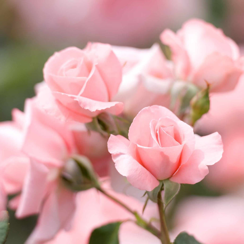 Anna Ancher™' Nostalgia Shrub Rose