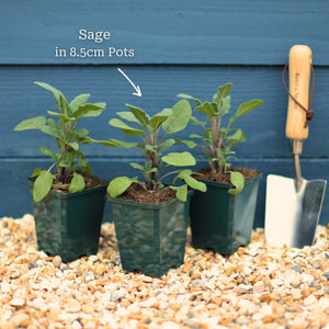 Common Sage Plant Vegetables