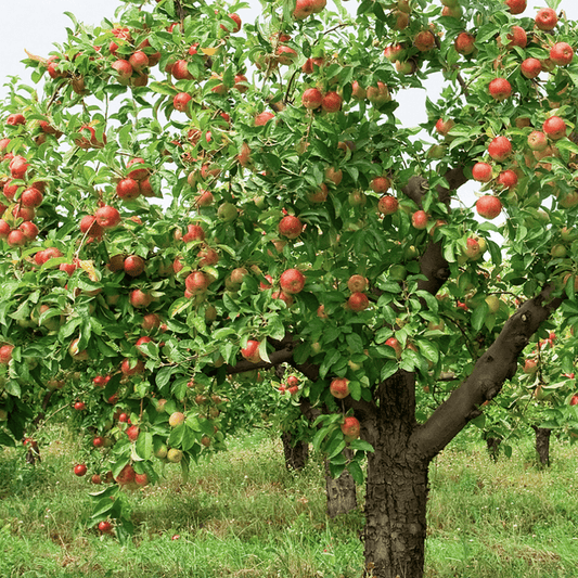 E 'Braeburn Hillwell' Apple Tree Fruit Trees