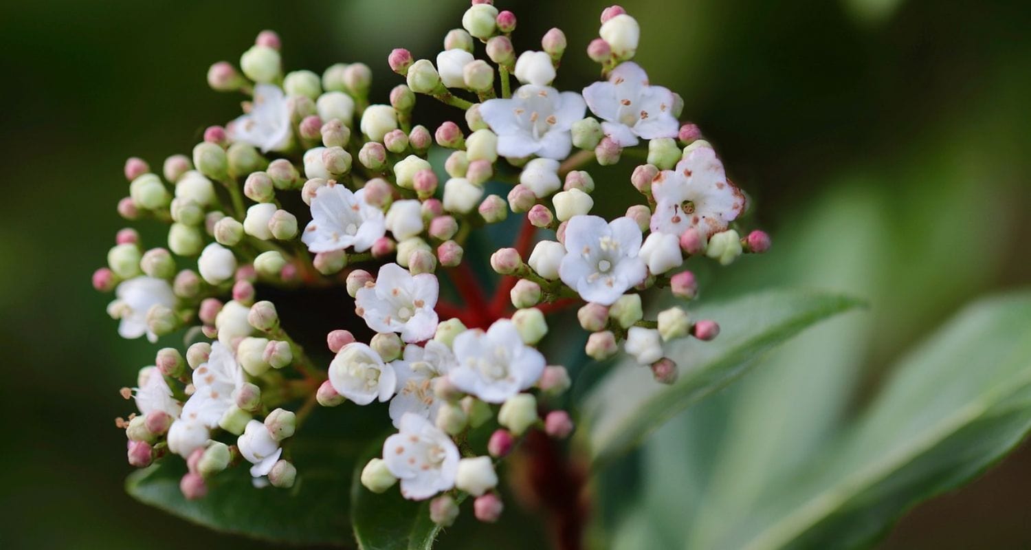 Shrubs for Shade: Top 6 UK Picks