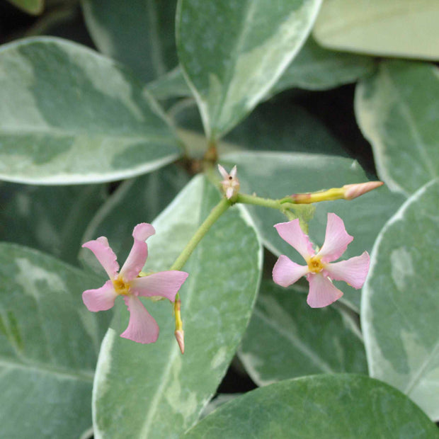 'Star of Milano' Star Jasmine | Trachelospermum jasminoides Climbing Plants
