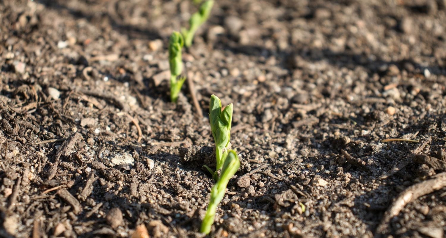 Succession Planting: UK Grower’s Guide
