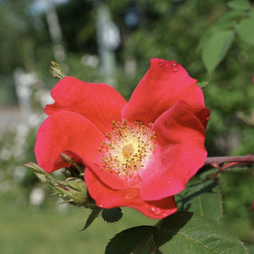 'Flower Carpet Sunset' Carpet Rose Shrubs