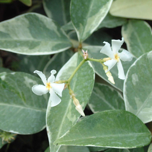 Variegated Star Jasmine | Trachelospermum jasminoides 'Variegatum' Climbing Plants