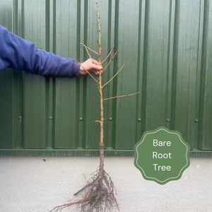'New Large Early' Apricot Tree Fruit Trees