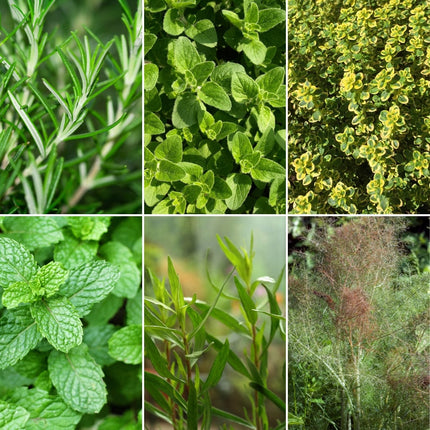 Chef's Best Herb Collection Vegetables