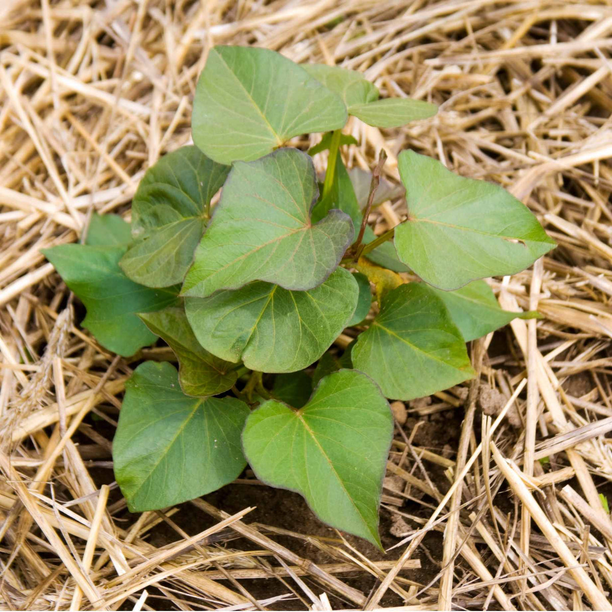 20 Beauregard Sweet Potato Slips - Edible Sweet Potato Vine Cuttings For Planting 3 thumbnail image