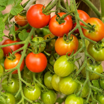 Tomato 'Sweet Million' Plant Vegetable Plants
