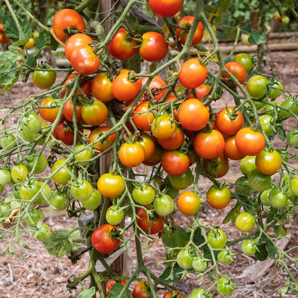 Tomato 'Sweet Million' Plant Vegetable Plants