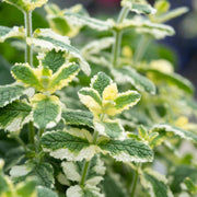 Variegated Mint Plant Vegetable Plants