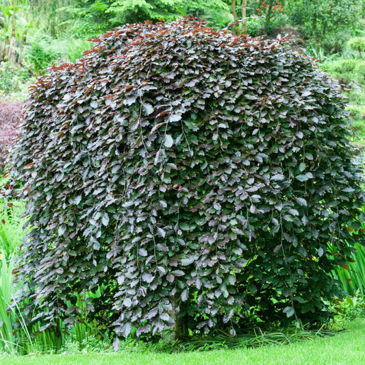 Weeping Purple Beech Tree | Fagus sylvatica 'Purpurea Pendula' Ornamental Trees