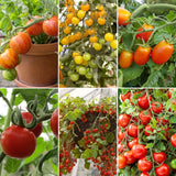 Ultimate Tomato Plants Collection Vegetables