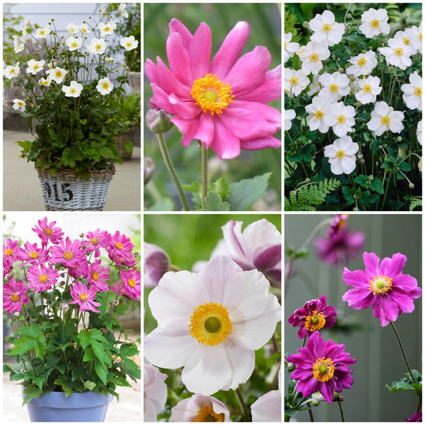 Ultimate Anemone Collection Perennial Bedding