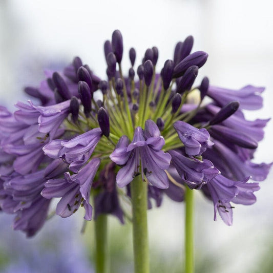 Agapanthus 'Poppin Purple' | 3L Perennial Bedding