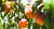 best peach tree