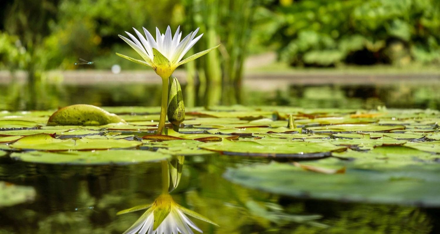 Best Pond Plants: Top 5 Plants to Bring Your Pond to Life