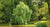best willow trees