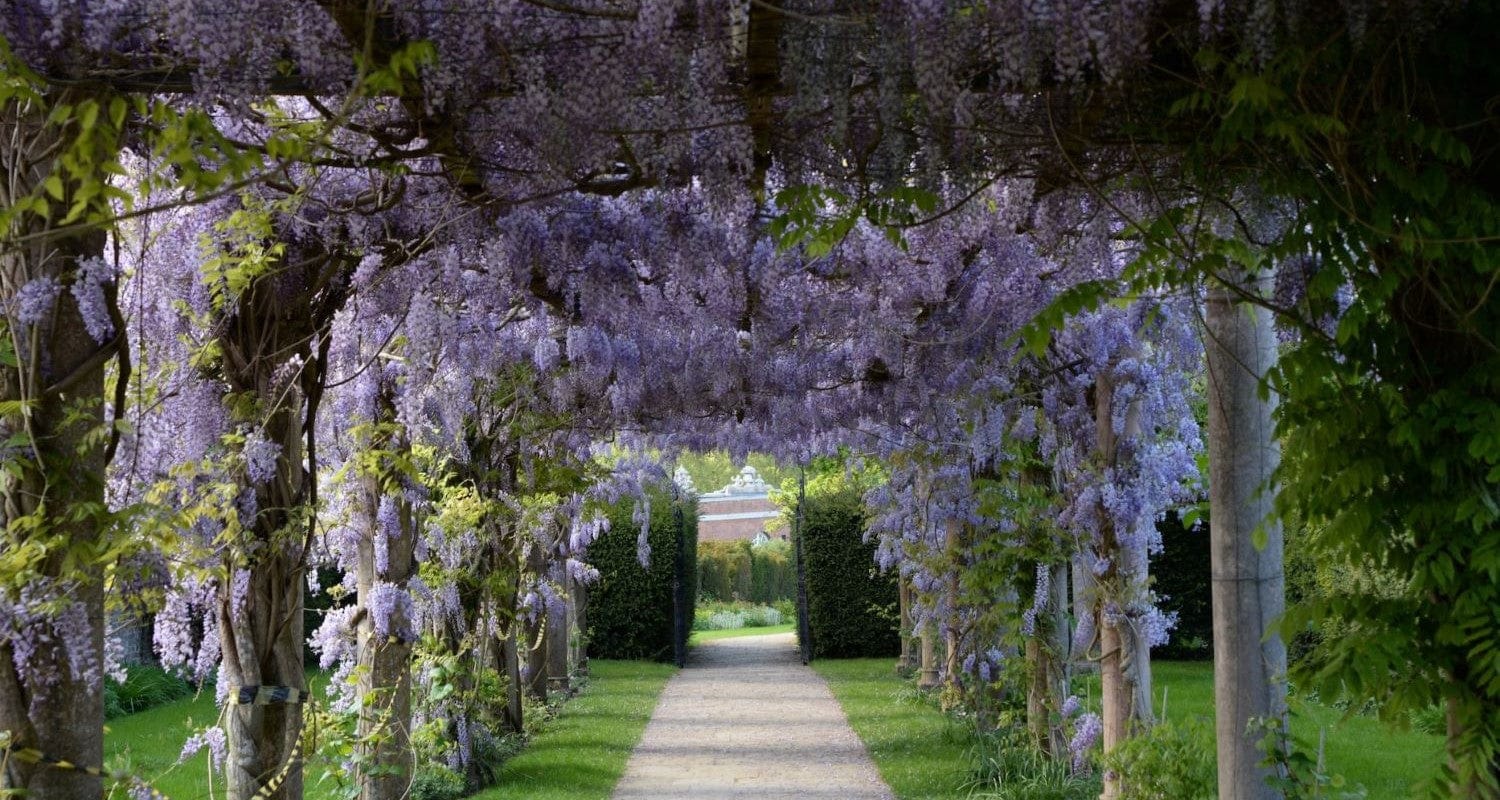 What's the Best Wisteria to Grow?