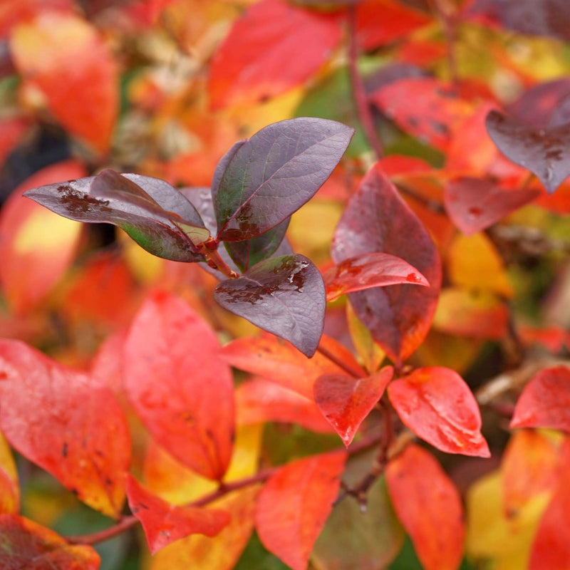 'Hortblue Petite' Blueberry Bush Soft Fruit