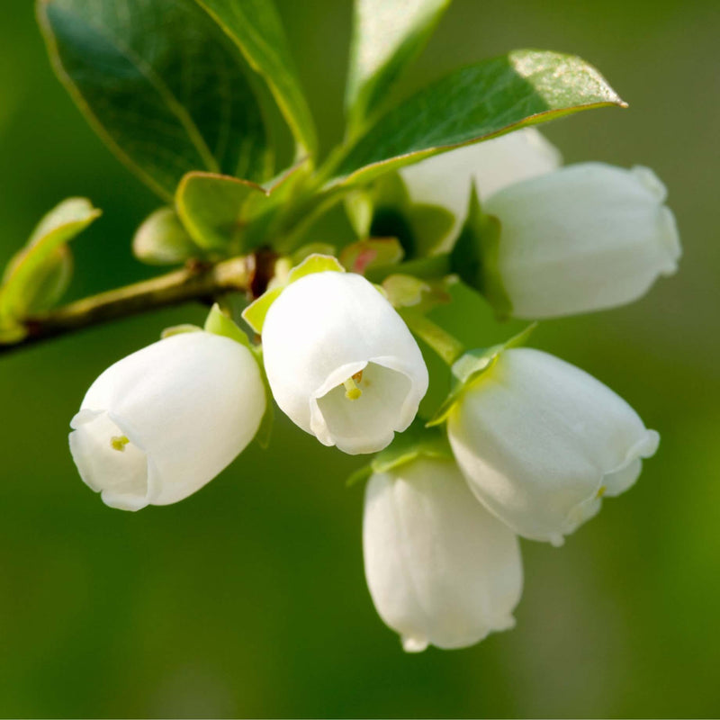'Hortblue Petite' Blueberry Bush Soft Fruit