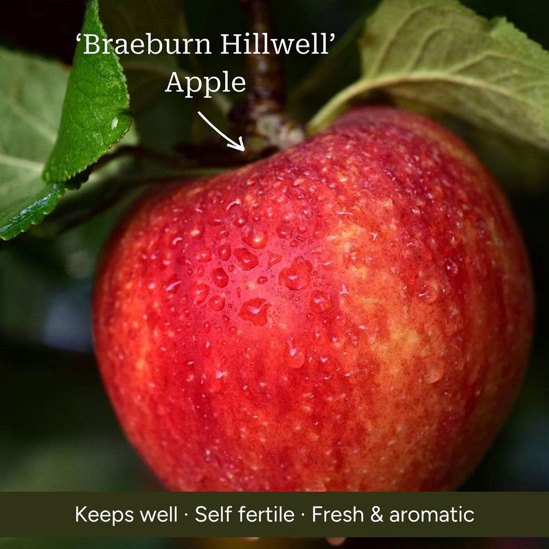 Stepover Apple Tree Trained Fruit Trees