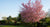choosing perfect tree