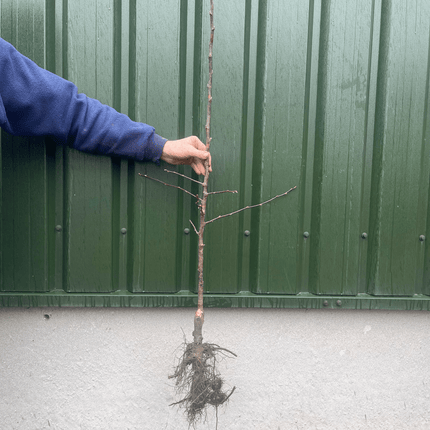 'Profusion Improved' Crabapple Tree | Malus moerlandsii Ornamental Trees