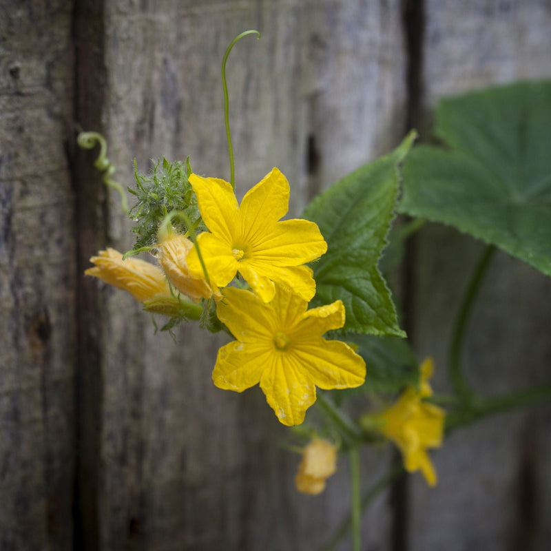 'F1 Femspot' Cucumber Plants Vegetables