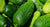 how to grow cucumbers