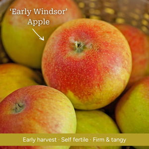 Patio Apple Tree Trained Fruit Trees