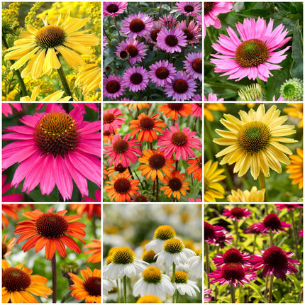 Ultimate Echinacea Collection