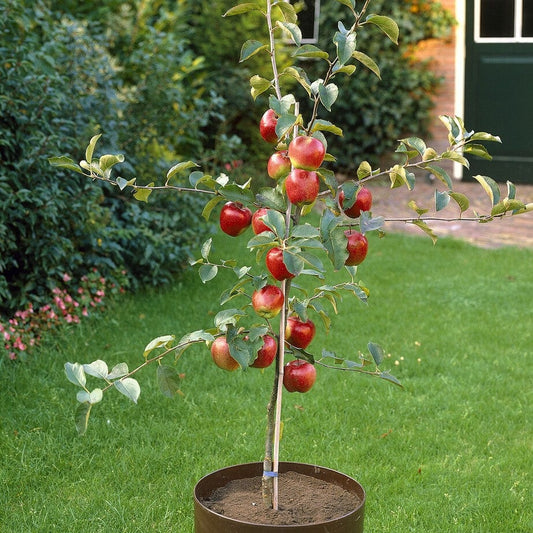 Patio Apple Tree | Malus 'Appletini' Trained Fruit Trees