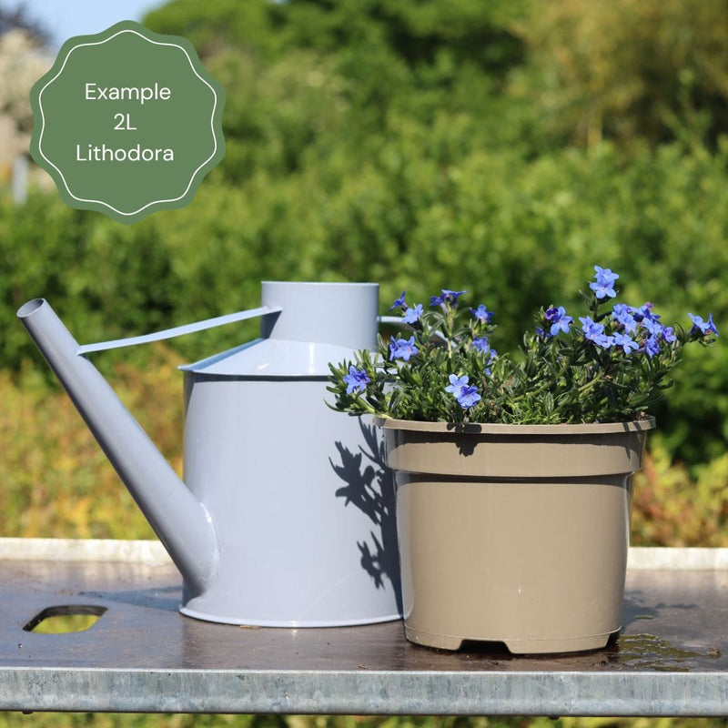 Lithodora 'Grace Ward' Perennial Bedding